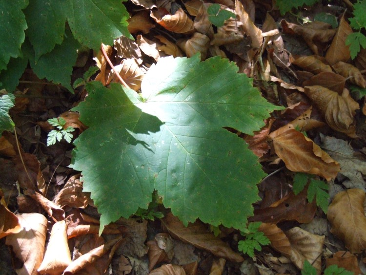 Acer pseudoplatanus
